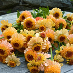 Load image into Gallery viewer, Zinnia, &#39;Zinderella Peach&#39;
