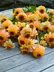 Load image into Gallery viewer, Zinnia, &#39;Zinderella Peach&#39;
