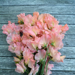 Load image into Gallery viewer, Sweet Pea, &#39;Heaven Scent&#39;
