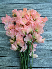 Load image into Gallery viewer, Sweet Pea, &#39;Heaven Scent&#39;
