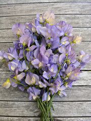 Load image into Gallery viewer, Sweet Pea, &#39;Kingfisher&#39;
