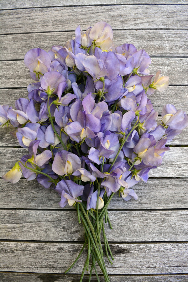 Sweet Pea, 'Kingfisher'