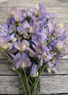 Sweet Pea, 'Kingfisher'