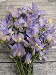 Load image into Gallery viewer, Sweet Pea, &#39;Kingfisher&#39;
