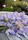 Sweet Pea, 'Kingfisher'