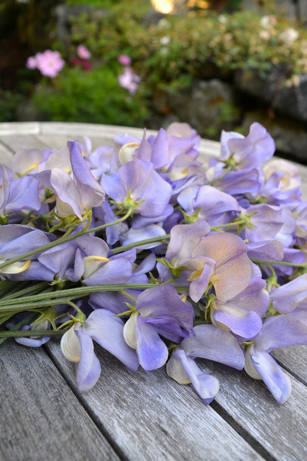 Sweet Pea, 'Kingfisher'