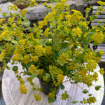 Load image into Gallery viewer, Bupleurum, &#39;Green Gold&#39;
