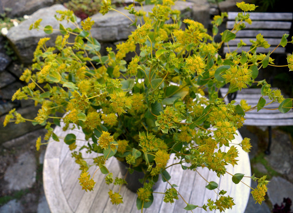 Bupleurum, 'Green Gold'