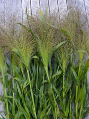 Load image into Gallery viewer, Ornamental Grass, &#39;Frosted Explosion&#39;

