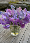 Sweet Pea, 'Turquoise Lagoon'