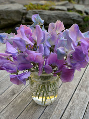 Load image into Gallery viewer, Sweet Pea, &#39;Turquoise Lagoon&#39;
