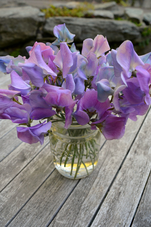 Sweet Pea, 'Turquoise Lagoon'