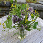 Load image into Gallery viewer, Sweet Pea Sp., &#39;Lathyrus Chloranthus&#39;
