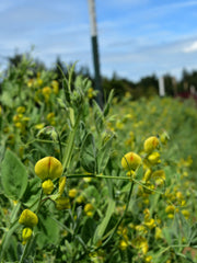 Load image into Gallery viewer, Sweet Pea Sp., &#39;Lathyrus Chloranthus&#39;

