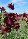 Sweet Pea, 'Windsor'