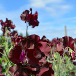 Load image into Gallery viewer, Sweet Pea, &#39;Windsor&#39;
