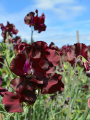 Load image into Gallery viewer, Sweet Pea, &#39;Windsor&#39;
