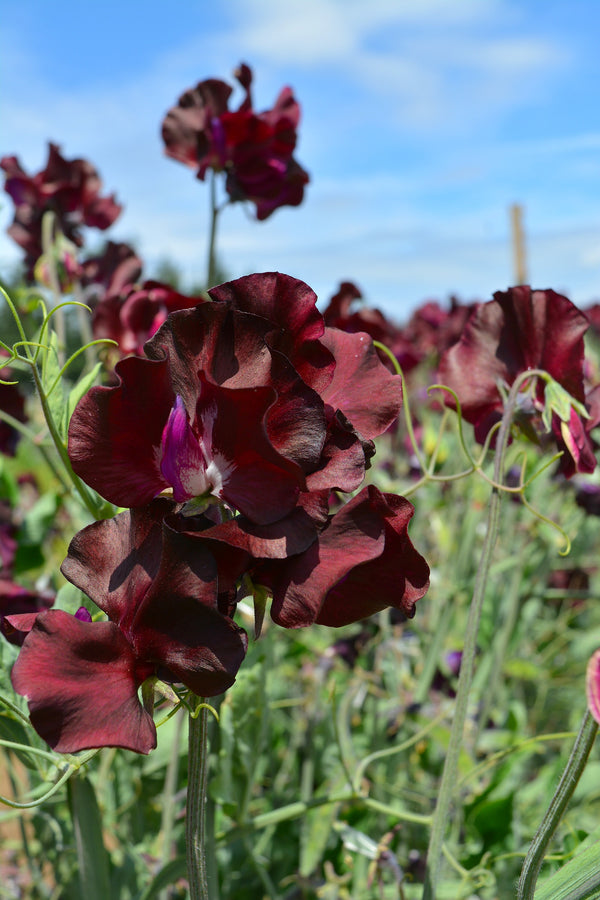 Sweet Pea, 'Windsor'