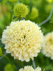 Load image into Gallery viewer, Scabiosa, &#39;Fata Morgana&#39;
