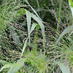 Load image into Gallery viewer, Ornamental Grass, &#39;Frosted Explosion&#39;
