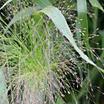 Load image into Gallery viewer, Ornamental Grass, &#39;Frosted Explosion&#39;
