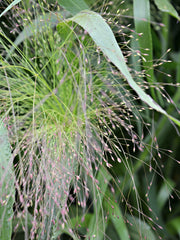 Load image into Gallery viewer, Ornamental Grass, &#39;Frosted Explosion&#39;
