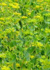 Bupleurum, 'Green Gold'