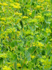 Load image into Gallery viewer, Bupleurum, &#39;Green Gold&#39;
