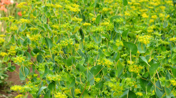 Bupleurum, 'Green Gold'