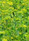 Bupleurum, 'Green Gold'