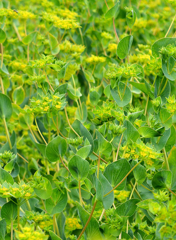 Bupleurum, 'Green Gold'