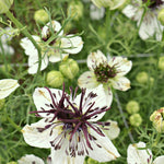 Load image into Gallery viewer, Nigella, &#39;Bridal Veil&#39;
