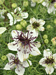 Load image into Gallery viewer, Nigella, &#39;Bridal Veil&#39;
