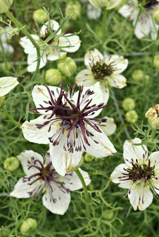 Nigella, 'Bridal Veil'