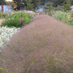 Load image into Gallery viewer, Ornamental Grass, &#39;Frosted Explosion&#39;
