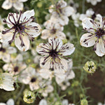 Load image into Gallery viewer, Nigella, &#39;Bridal Veil&#39;
