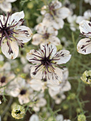 Load image into Gallery viewer, Nigella, &#39;Bridal Veil&#39;
