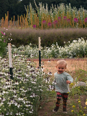 Load image into Gallery viewer, Nigella, &#39;Bridal Veil&#39;
