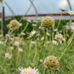 Load image into Gallery viewer, Scabiosa, &#39;Sternkugel&#39;
