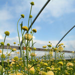 Load image into Gallery viewer, Scabiosa, &#39;Fata Morgana&#39;
