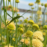 Load image into Gallery viewer, Scabiosa, &#39;Fata Morgana&#39;
