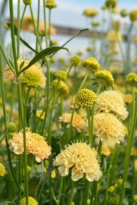 Scabiosa, 'Fata Morgana'