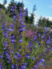 Load image into Gallery viewer, Salvia, &#39;Transylvanian Sage&#39;
