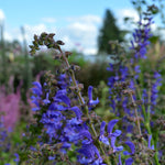 Load image into Gallery viewer, Salvia, &#39;Transylvanian Sage&#39;
