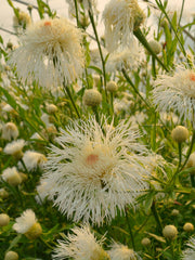 Load image into Gallery viewer, Basket Flower, &#39;Aloha Blanca&#39;
