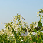 Load image into Gallery viewer, Nicotiana, &#39;Only the Lonely&#39;
