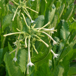 Load image into Gallery viewer, Nicotiana, &#39;Only the Lonely&#39;
