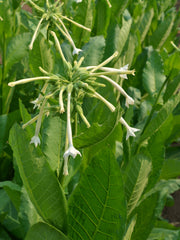 Load image into Gallery viewer, Nicotiana, &#39;Only the Lonely&#39;
