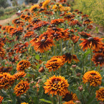 Load image into Gallery viewer, Rudbeckia, &#39;Autumn Sunset&#39;
