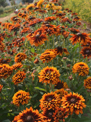 Load image into Gallery viewer, Rudbeckia, &#39;Autumn Sunset&#39;
